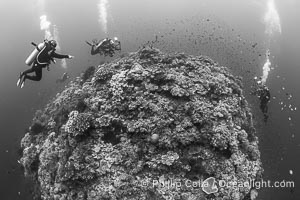 Hard corals are the builders of enormous coral reefs. Fijian Islands