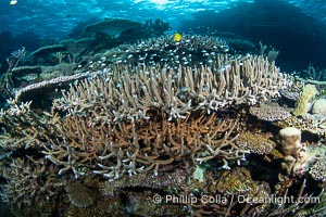 Hard corals are the builders of enormous coral reefs. Fijian Islands