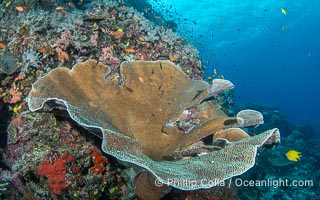 Hard corals are the builders of enormous coral reefs. Fijian Islands