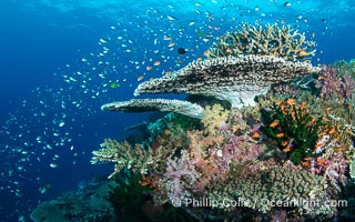 Hard corals are the builders of enormous coral reefs. Fijian Islands
