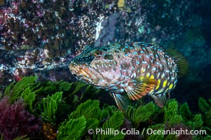 Harlequin Fish, Othos dentex, Kangaroo Island, South Australia, Othos dentex