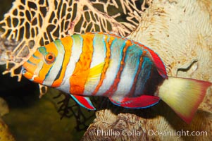 Harlequin tuskfish, Choerodon fasciatus