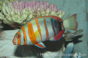 Harlequin tuskfish, Choerodon fasciatus