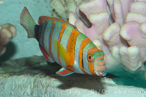 Harlequin tuskfish, Choerodon fasciatus