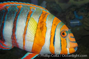 Harlequin tuskfish, Choerodon fasciatus