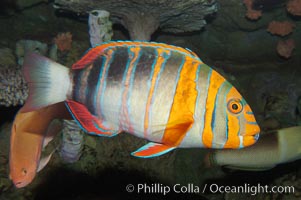 Harlequin tuskfish, Choerodon fasciatus