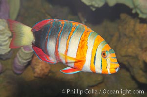 Harlequin tuskfish, Choerodon fasciatus