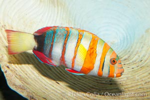 Harlequin tuskfish, Choerodon fasciatus