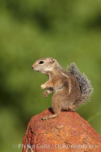 Harris' antelope squirrel, Ammospermophilus harrisii, Amado, Arizona