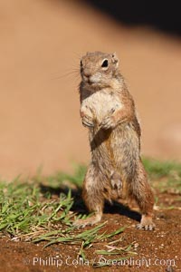 Harris' antelope squirrel, Ammospermophilus harrisii, Amado, Arizona