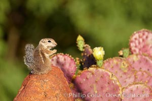 Harris' antelope squirrel, Ammospermophilus harrisii, Amado, Arizona