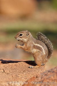 Harris' antelope squirrel, Ammospermophilus harrisii, Amado, Arizona