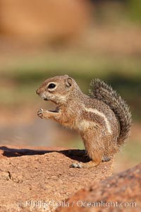 Harris' antelope squirrel, Ammospermophilus harrisii, Amado, Arizona