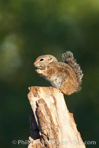 Harris' antelope squirrel, Ammospermophilus harrisii, Amado, Arizona