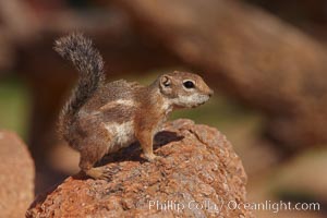 Harris' antelope squirrel, Ammospermophilus harrisii, Amado, Arizona