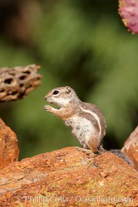 Harris' antelope squirrel, Ammospermophilus harrisii, Amado, Arizona