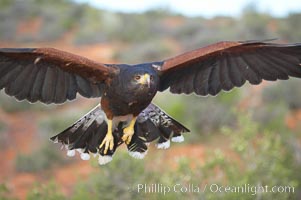 Harris hawk in flight, Parabuteo unicinctus