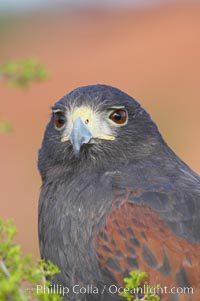 Harris hawk, Parabuteo unicinctus