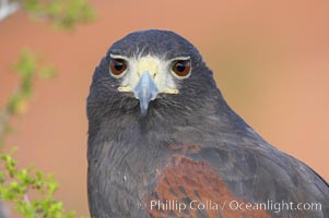 Harris hawk, Parabuteo unicinctus