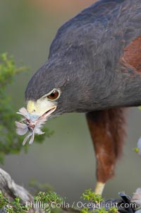 Harris hawk devours a dove, Parabuteo unicinctus