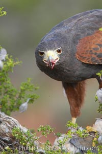 Harris hawk devours a dove, Parabuteo unicinctus