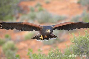 Harris hawk in flight, Parabuteo unicinctus