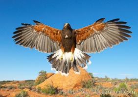 Harris hawk in flight, Parabuteo unicinctus