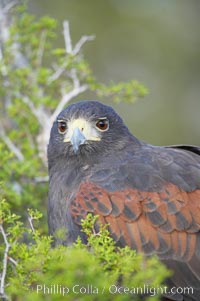 Harris hawk, Parabuteo unicinctus