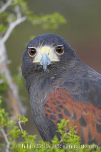 Harris hawk, Parabuteo unicinctus