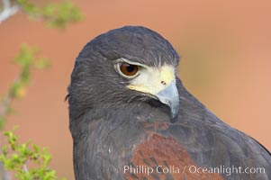 Harris hawk, Parabuteo unicinctus