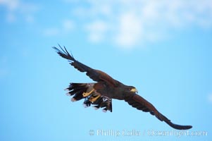 Harris hawk in flight, Parabuteo unicinctus