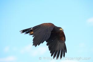 Harris hawk in flight, Parabuteo unicinctus