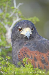 Harris hawk, Parabuteo unicinctus