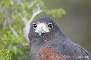 Harris hawk, Parabuteo unicinctus