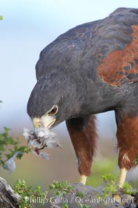 Harris hawk devours a dove, Parabuteo unicinctus