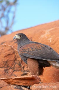 Harris hawk, Parabuteo unicinctus