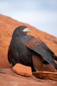 Harris hawk, Parabuteo unicinctus