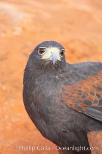 Harris hawk, Parabuteo unicinctus