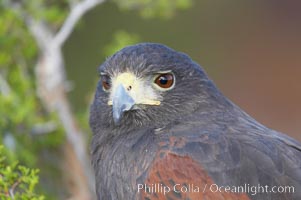 Harris hawk, Parabuteo unicinctus