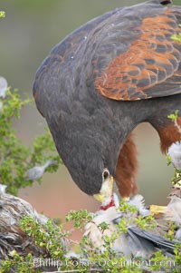 Harris hawk devours a dove, Parabuteo unicinctus