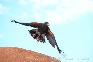 Harris hawk in flight, Parabuteo unicinctus