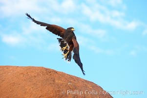 Harris hawk in flight, Parabuteo unicinctus