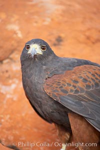 Harris hawk, Parabuteo unicinctus