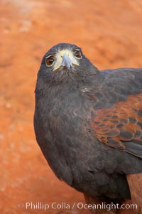 Harris hawk, Parabuteo unicinctus