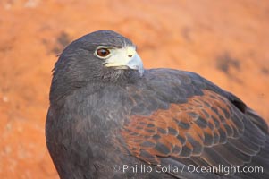 Harris hawk, Parabuteo unicinctus