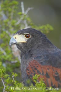 Harris hawk, Parabuteo unicinctus