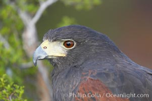 Harris hawk, Parabuteo unicinctus