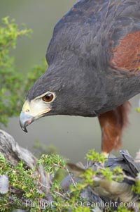 Harris hawk, Parabuteo unicinctus