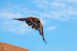 Harris hawk in flight, Parabuteo unicinctus