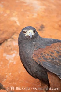 Harris hawk, Parabuteo unicinctus